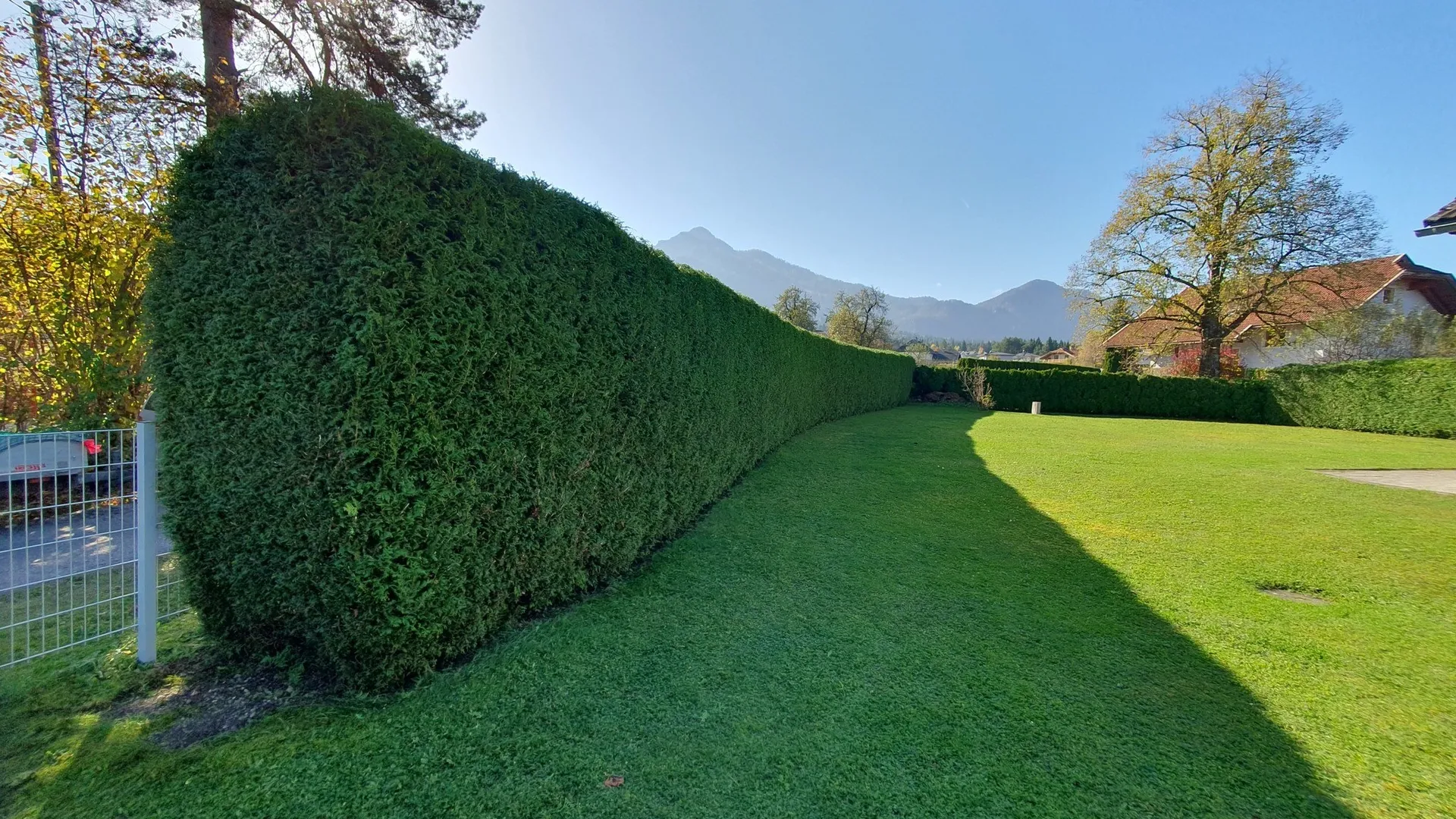 Hedges