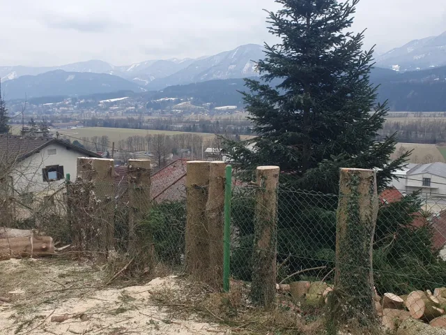 Eine Reihe von Baumstümpfen, die durch einen Maschendrahtzaun verbunden sind, stehen vor einer hügeligen Landschaft mit Bergen im Hintergrund. Im Vordergrund liegen Holzstücke und Sägemehl.