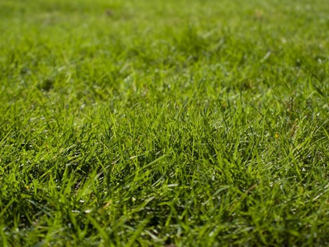 closeup of grass with water droplets on it