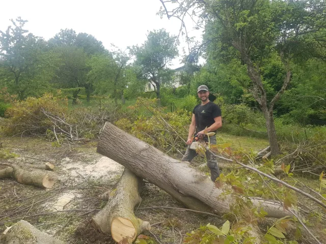 Ein Mann mit einer Motorsäge steht auf einem gefällten Baumstamm. Der Mann trägt eine Kappe und ein schwarzes T-Shirt und steht in einer grünen, bewaldeten Umgebung.